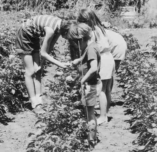 Potatoes prefer loose soil. Planting in wide rows will give you space to hoe without compacting the soil, and the potato plants will require less water and be more resistant to insect attacks.